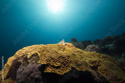 Fototapeta Naklejka Na Ścianę i Meble -  coral, fish and ocean