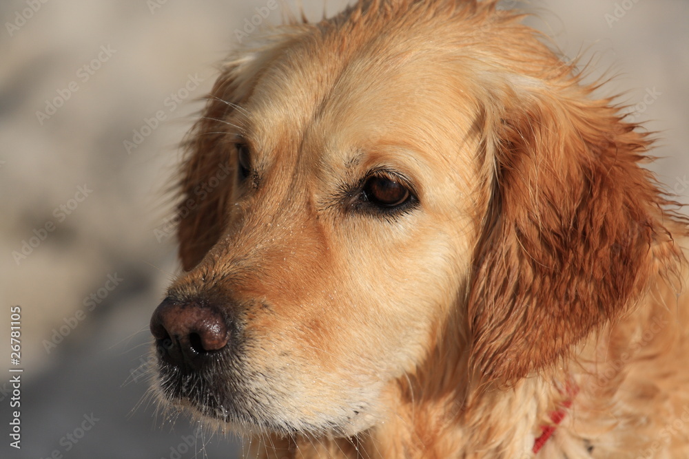 Golden Retriever am Meer / Golden Retriever on the beach Golden Retriever am Meer / Golden Retriever on the beach