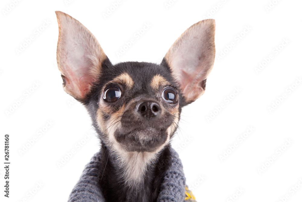 Head Small dog toy terrier in clothes isolated on white