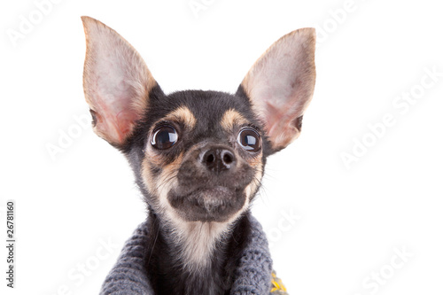 Head Small dog toy terrier in clothes isolated on white © Pumba