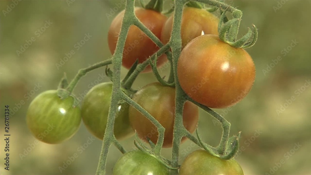 Tomaten