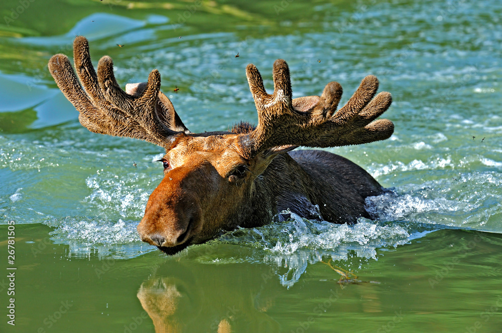 Fototapeta premium Elk