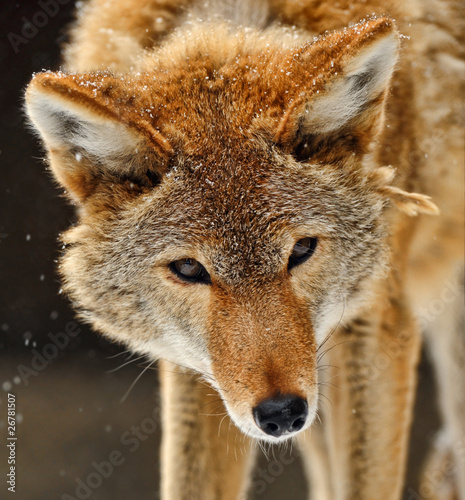 Wolf © kyslynskyy