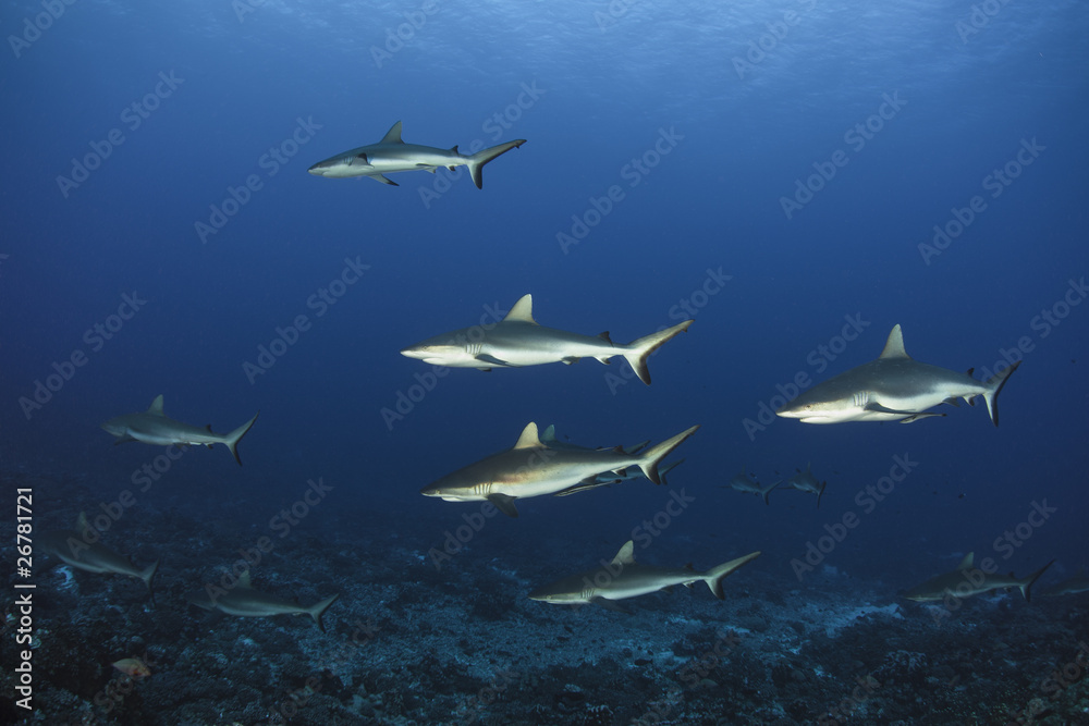 Obraz premium Grey reef shark Carcharhinus Amblyrhynchos