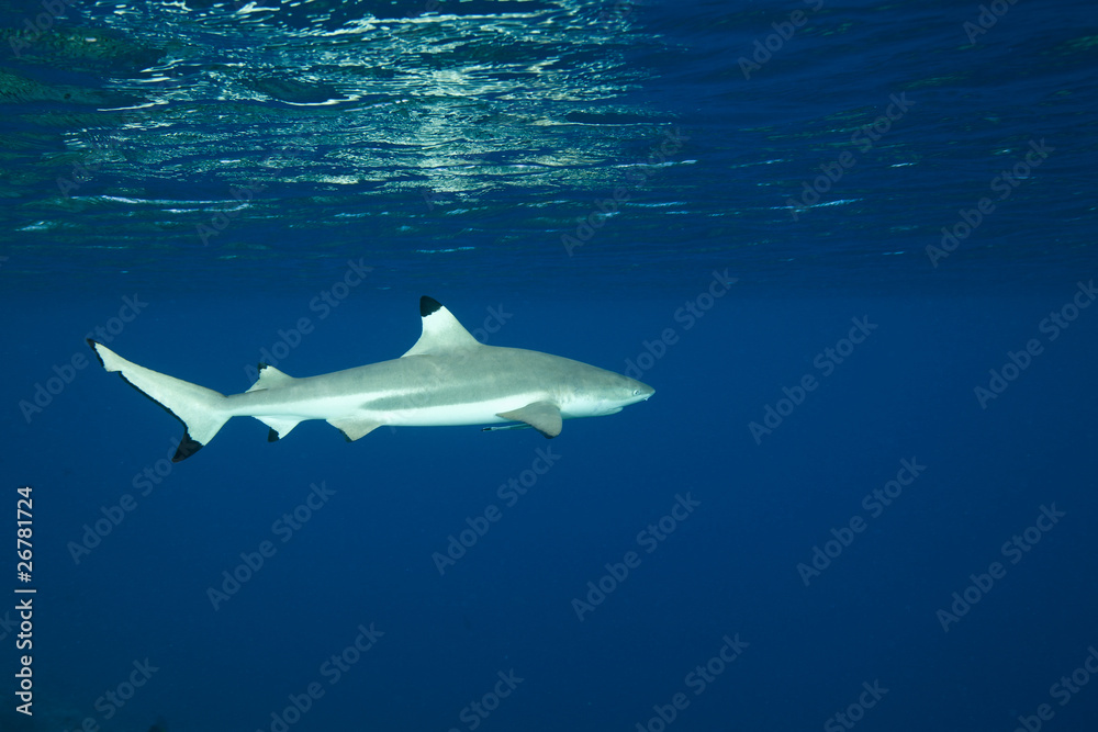 Obraz premium Blacktip reef shark Carcharhinus melanopterus