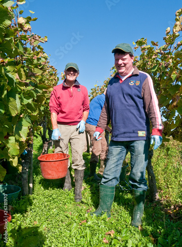 Weinlese am Kaiserstuhl 1