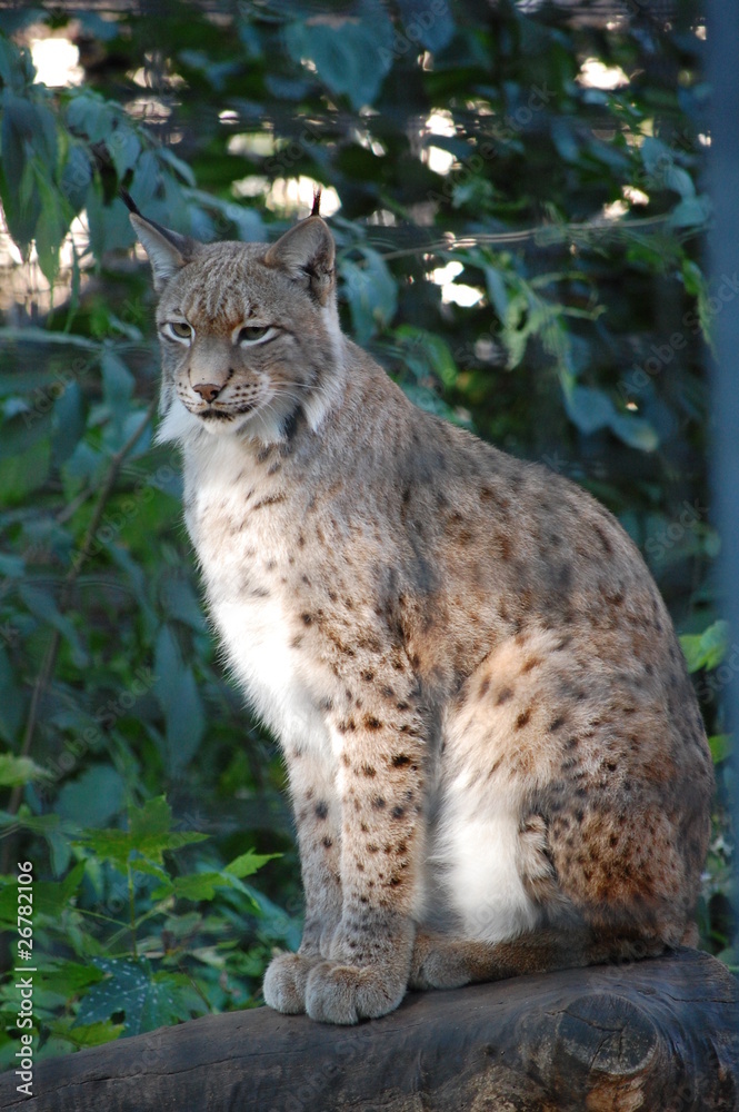 Obraz premium Luchs