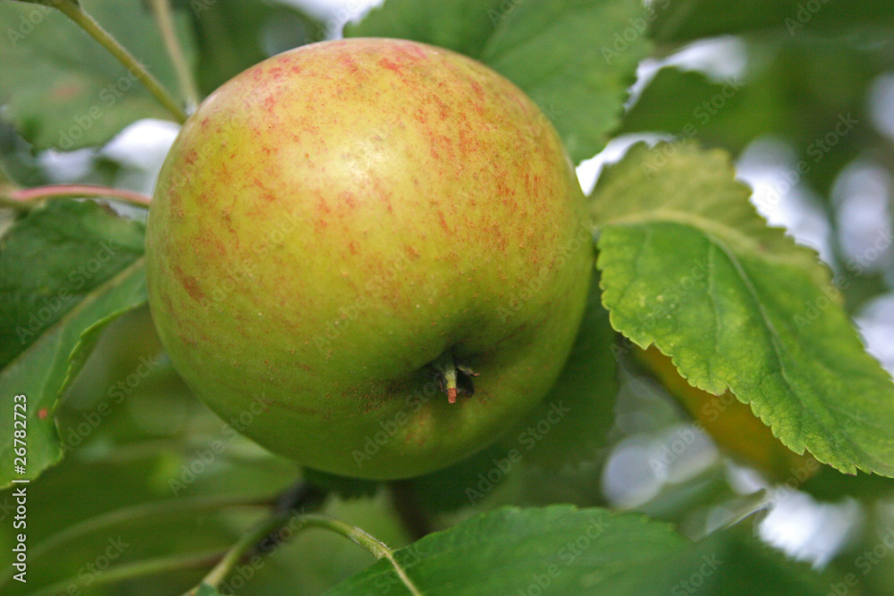 apple on tree