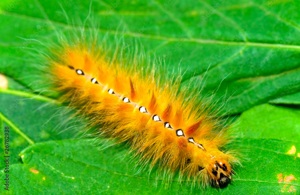 caterpillar on the leaf