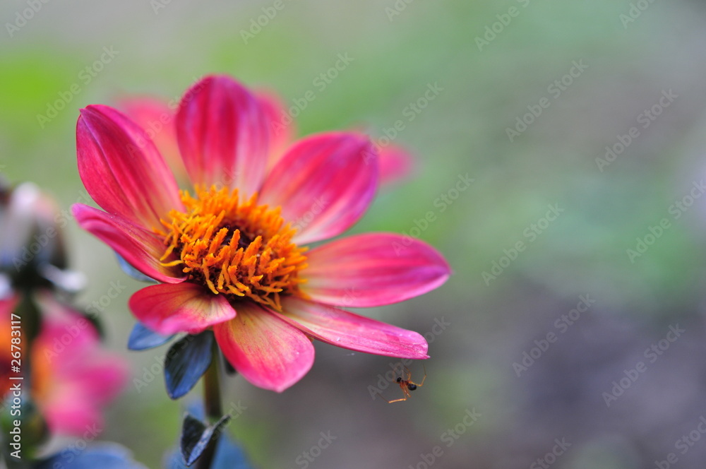 Blume mit Spinne Blume mit Spinne