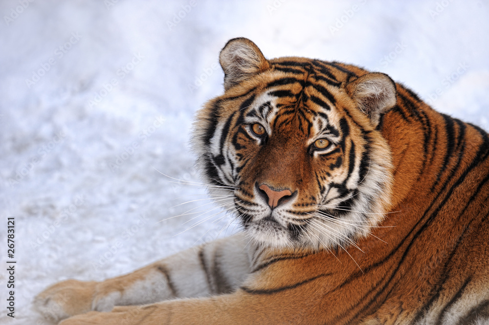 Obraz premium Tiger