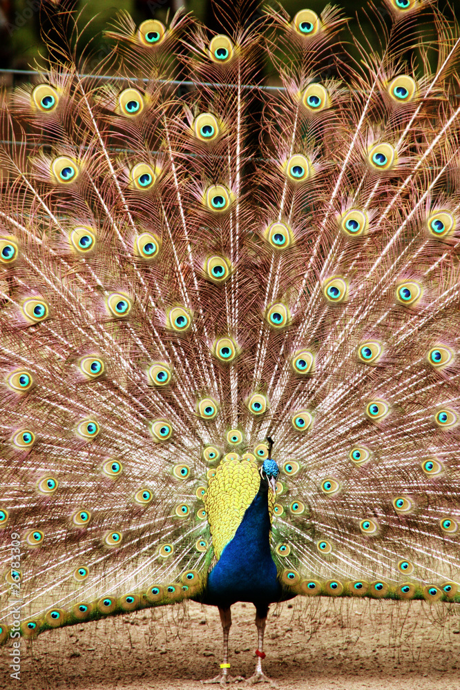 Naklejka premium Pfau