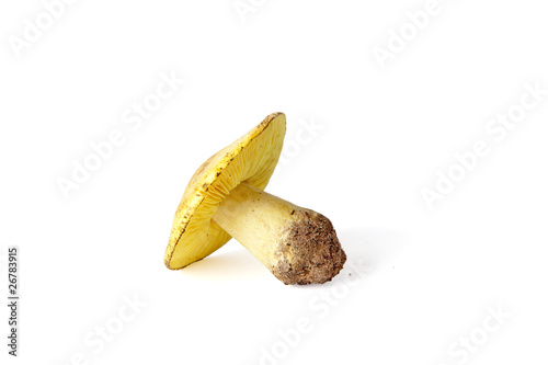 Tricholoma equestre mushroom isolated on white