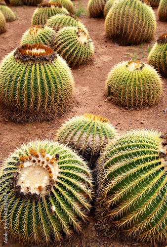 Golden barrel cactuses