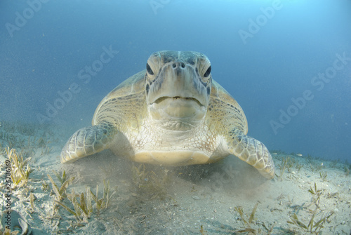 Green turtle on a bed of seagrass. © Mark Doherty