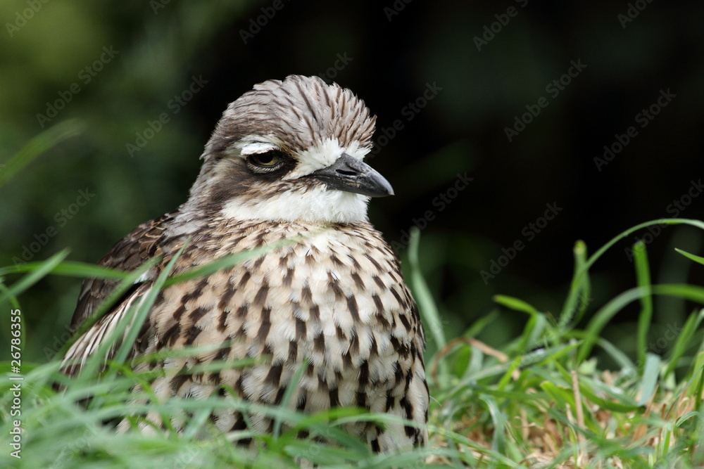 oedicnème bridé,burhinus grallarius oedicnème bridé,burhinus grallarius