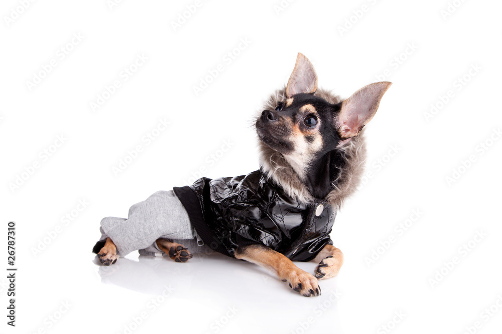 Small dog toy terrier in Jacket with a hood isolated on white