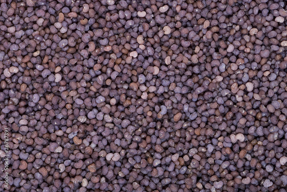 poppy seed poppy seed