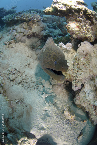 Giant Moray eel lookinginto camera