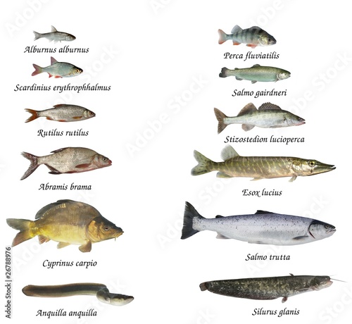 Fish of rivers and lakes
