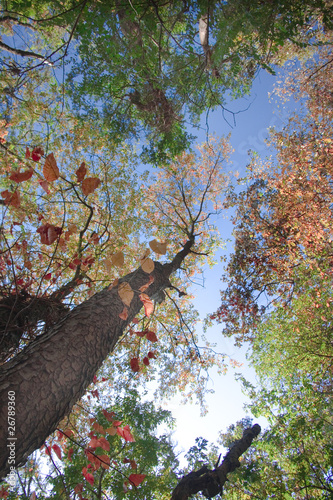 look up trees2 photo