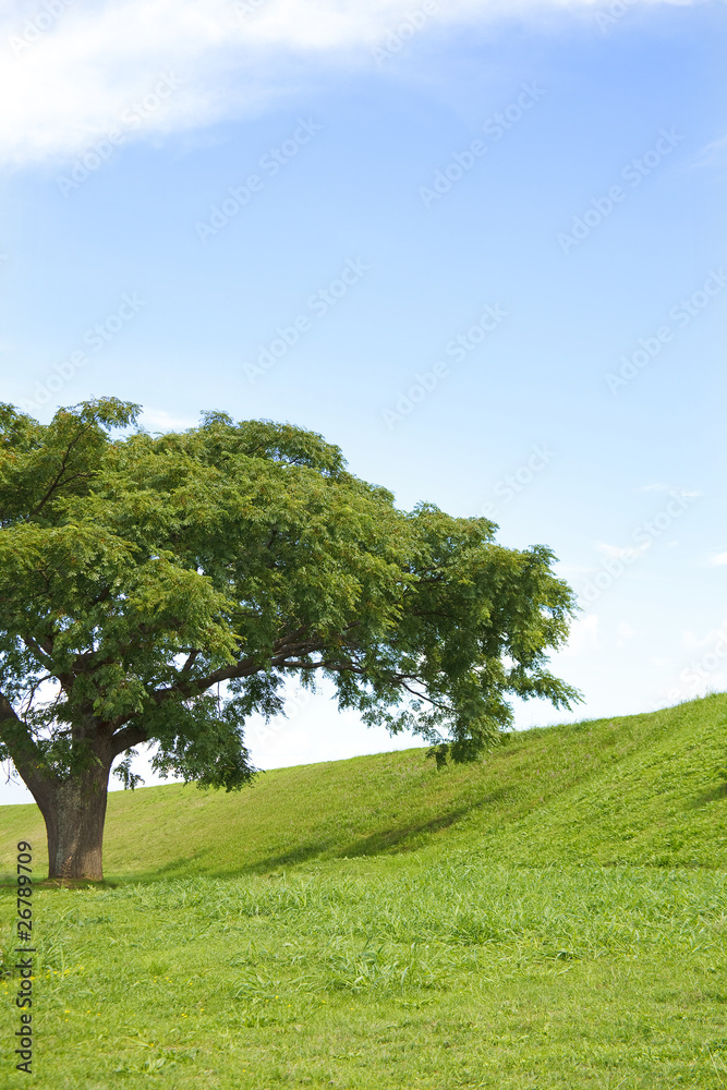 Single tree in field