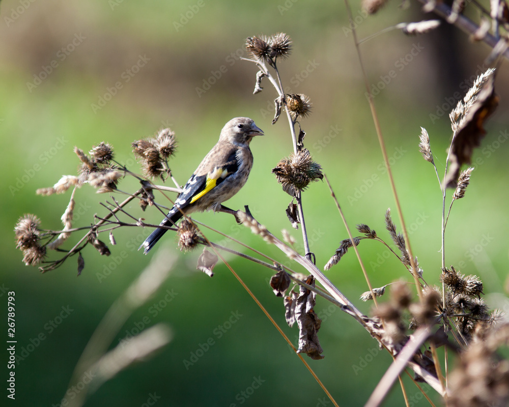 Obraz premium Goldfinch, Carduelis carduelis