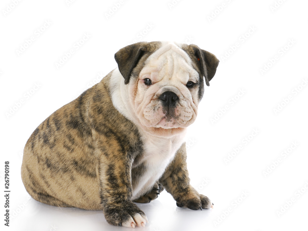 english bulldog puppy