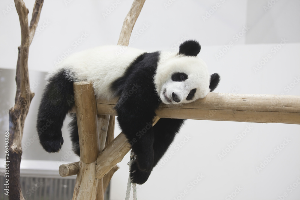 Obraz premium Odpoczywająca panda dziecka