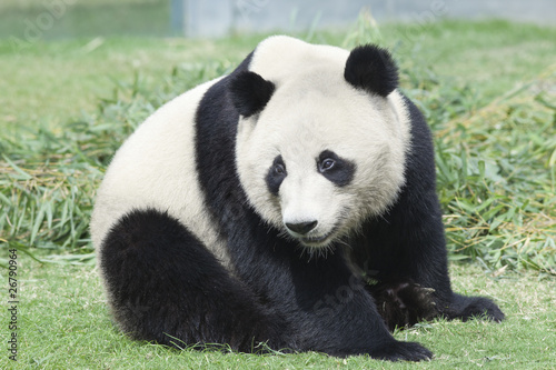 Obraz na plátně 考えるパンダ