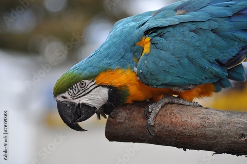 Gold macaw photo