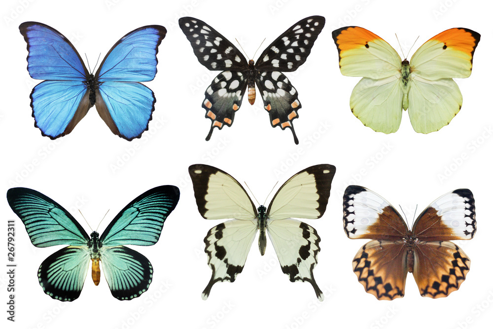 Fototapeta premium Butterflies