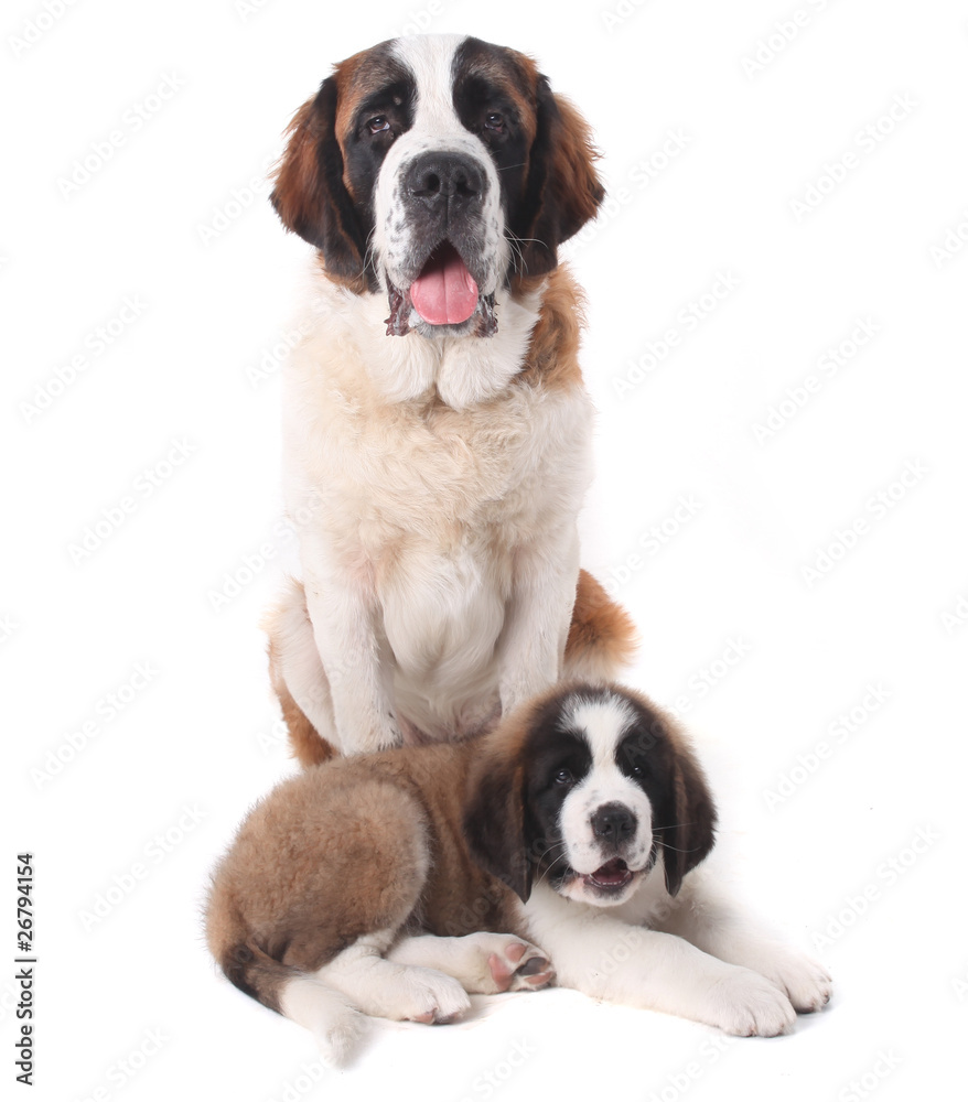 Two Loving Saint Bernard Puppies Together on a White Background