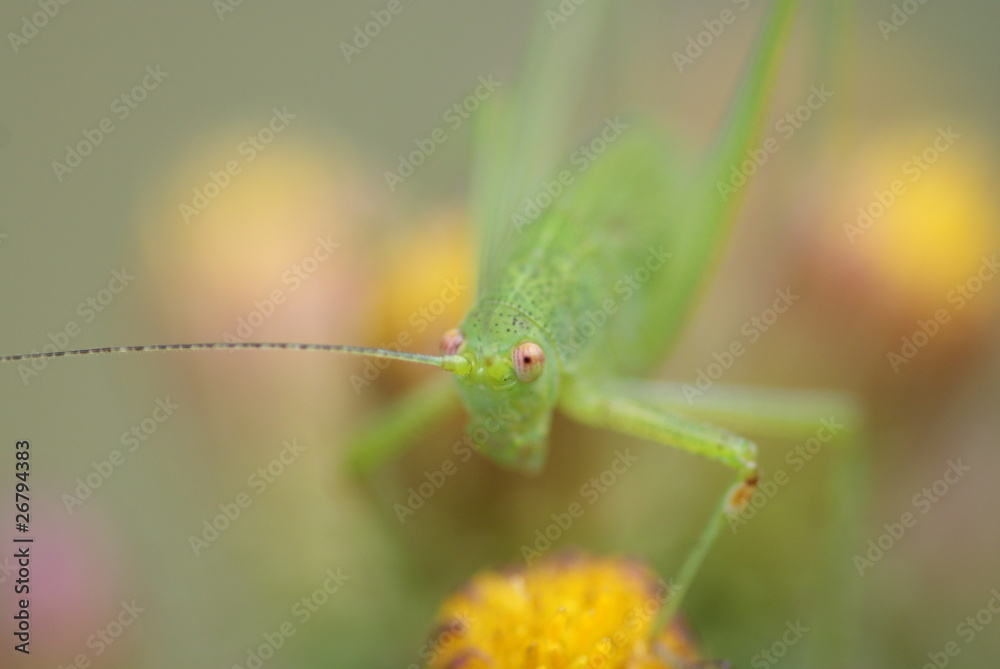 Portrait macro d'une jeune sauterelle verte sur des fleurs de séneçon Portrait macro d'une jeune sauterelle verte sur des fleurs de séneçon