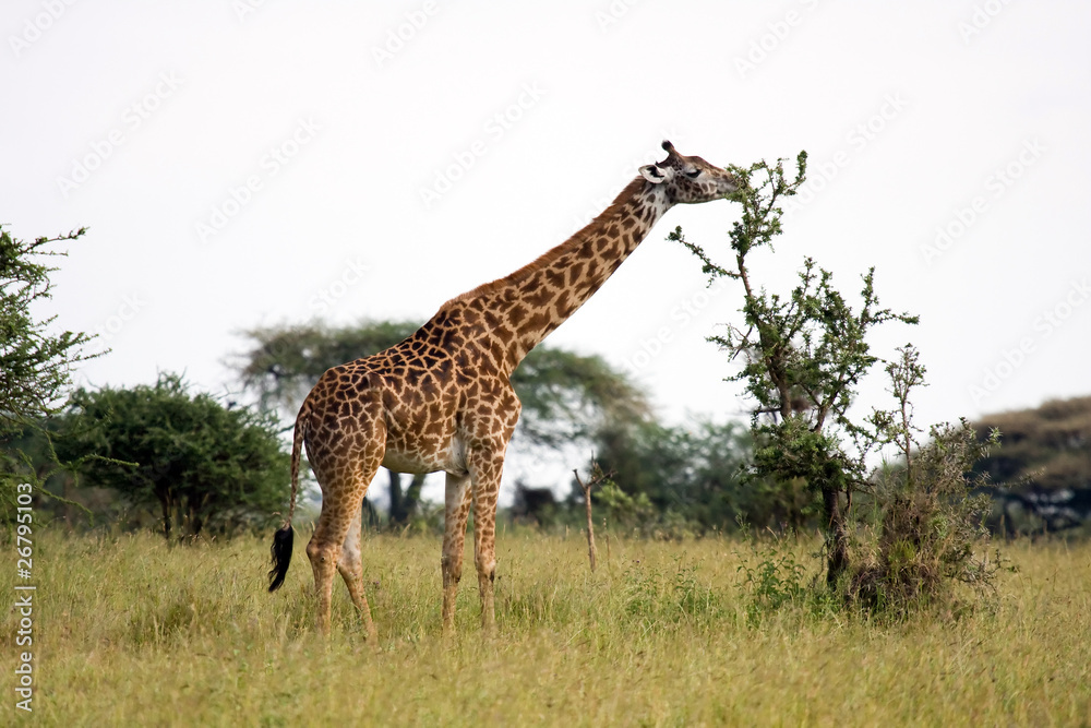 Si Dice Di Animale Che Mangia Il Legno Foto Stock Giraffa africana che mangia una pianta di acacia | Adobe Stock
