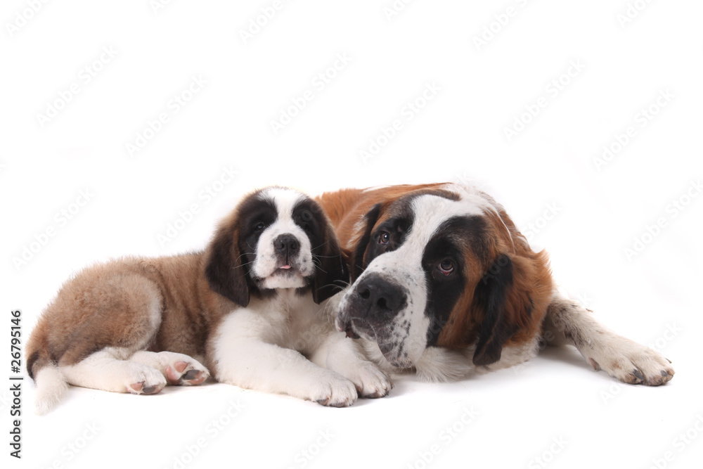 Two Loving Saint Bernard Puppies Together on a White Background