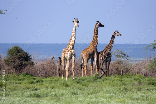 Fototapeta Naklejka Na Ścianę i Meble -  Giraffe africane