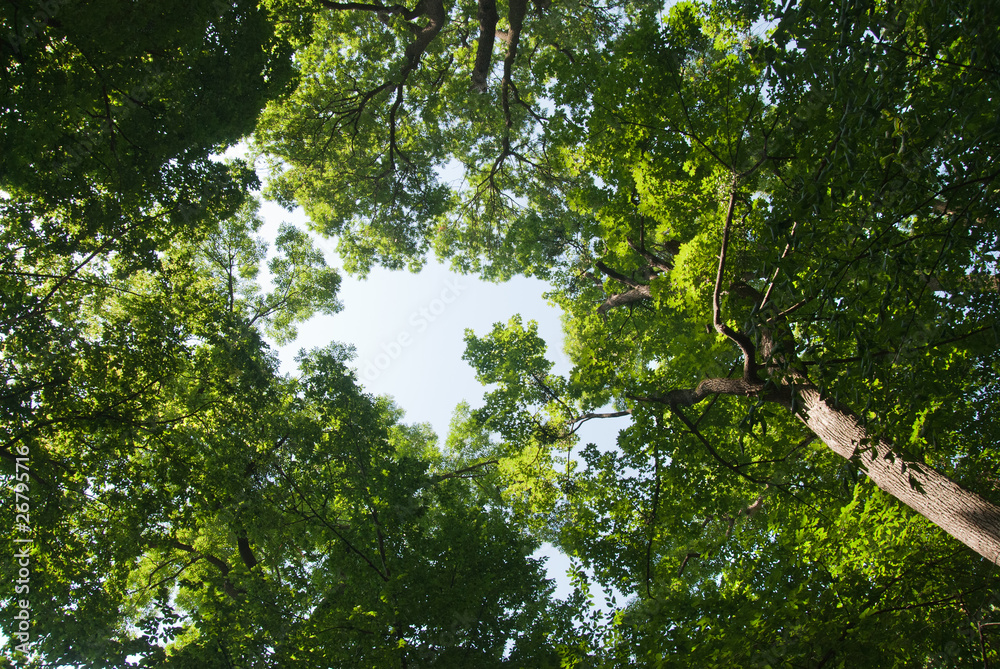 Fototapeta premium green forest