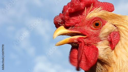 Cock close up