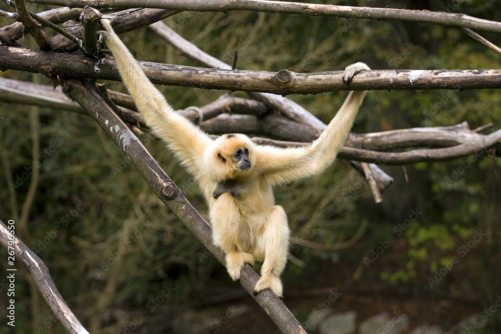 Naklejka premium White-Cheeked Gibbon hanging on tree branch.