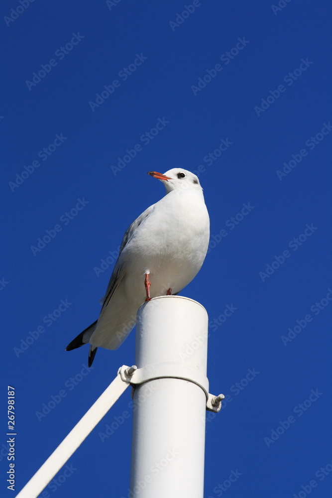 Obraz premium sitzende Möwe-sitting gull