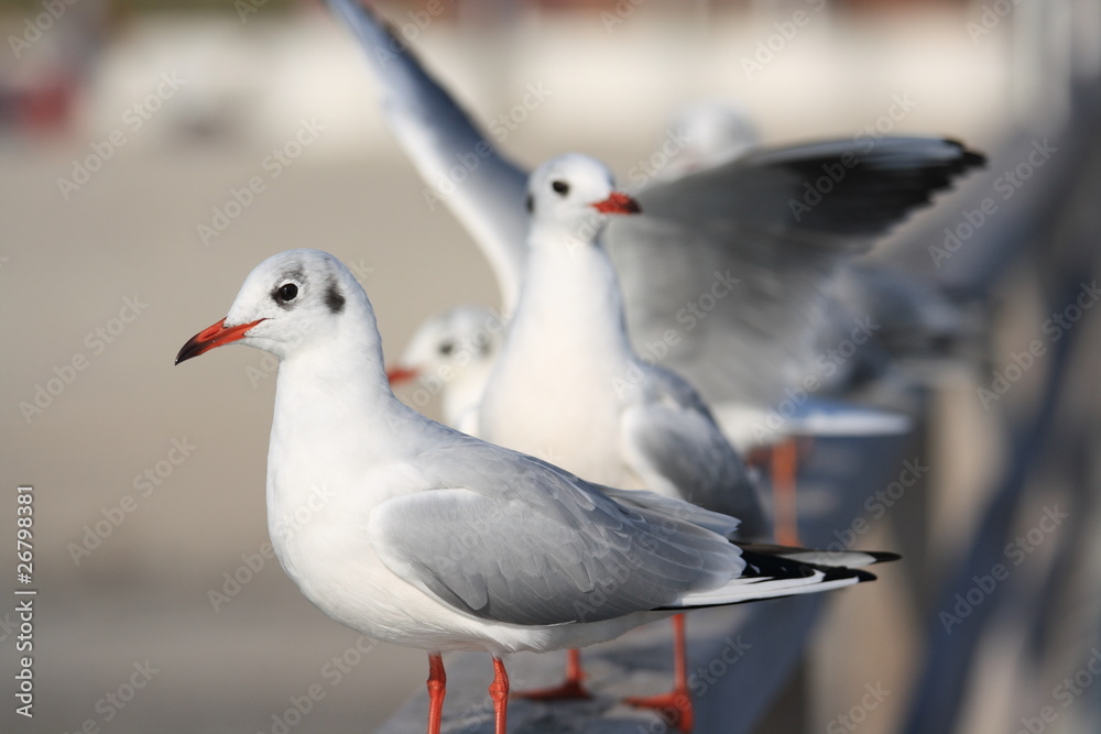 Möwen auf einer Brücke-Gull on a bridge Möwen auf einer Brücke-Gull on a bridge