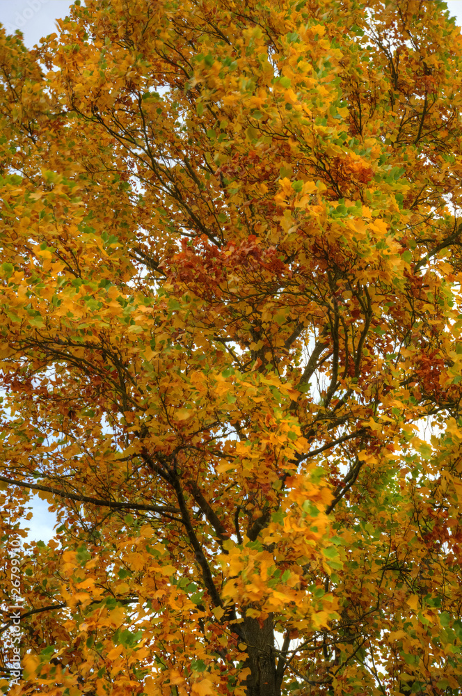 Beautiful Autumn Fall scene with vibrant colors and superb detai