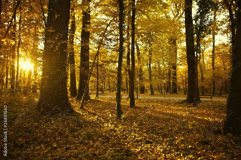 Obraz premium Autumn forest colors at afternoon.