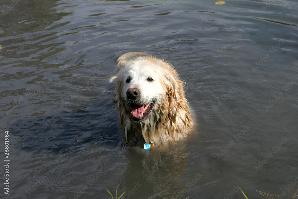 Golden Retriever