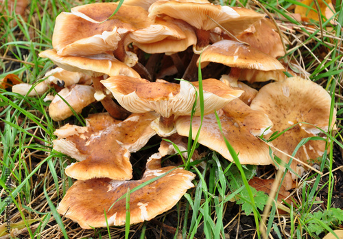 champignons photo