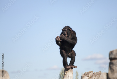 chimpancé