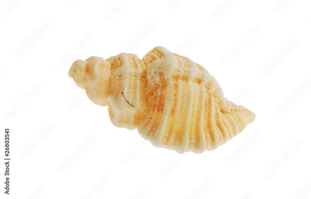 sea shell