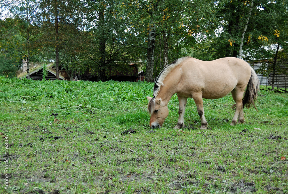 Cavallo fattoria Cavallo fattoria