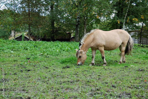 Cavallo fattoria
